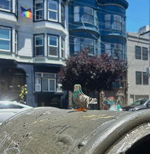 Load image into Gallery viewer, Pigeon- Hair Claw