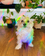 Load image into Gallery viewer, Alocasia Suncatcher Window Decal - Good Judy (.com)